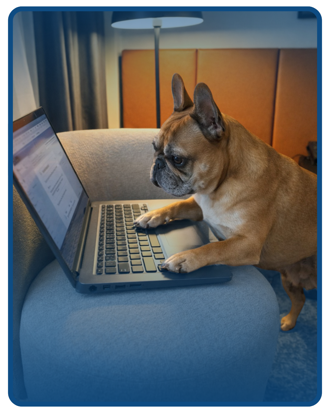 Büro Hund am laptop